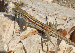 Ophisops elegans