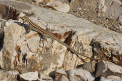 Ophisops elegans