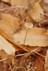 Baeospora