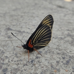 Chlosyne ehrenbergii