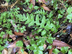 Polypodium calirhiza