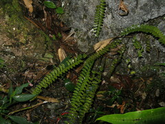 Polystichum minimum