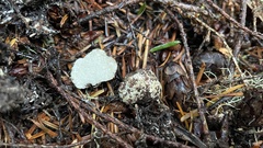 Leucogaster citrinus