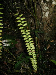 Polystichum minimum
