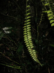 Polystichum minimum
