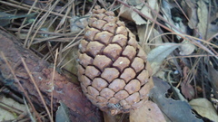 Pinus teocote