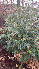 Leucothoe