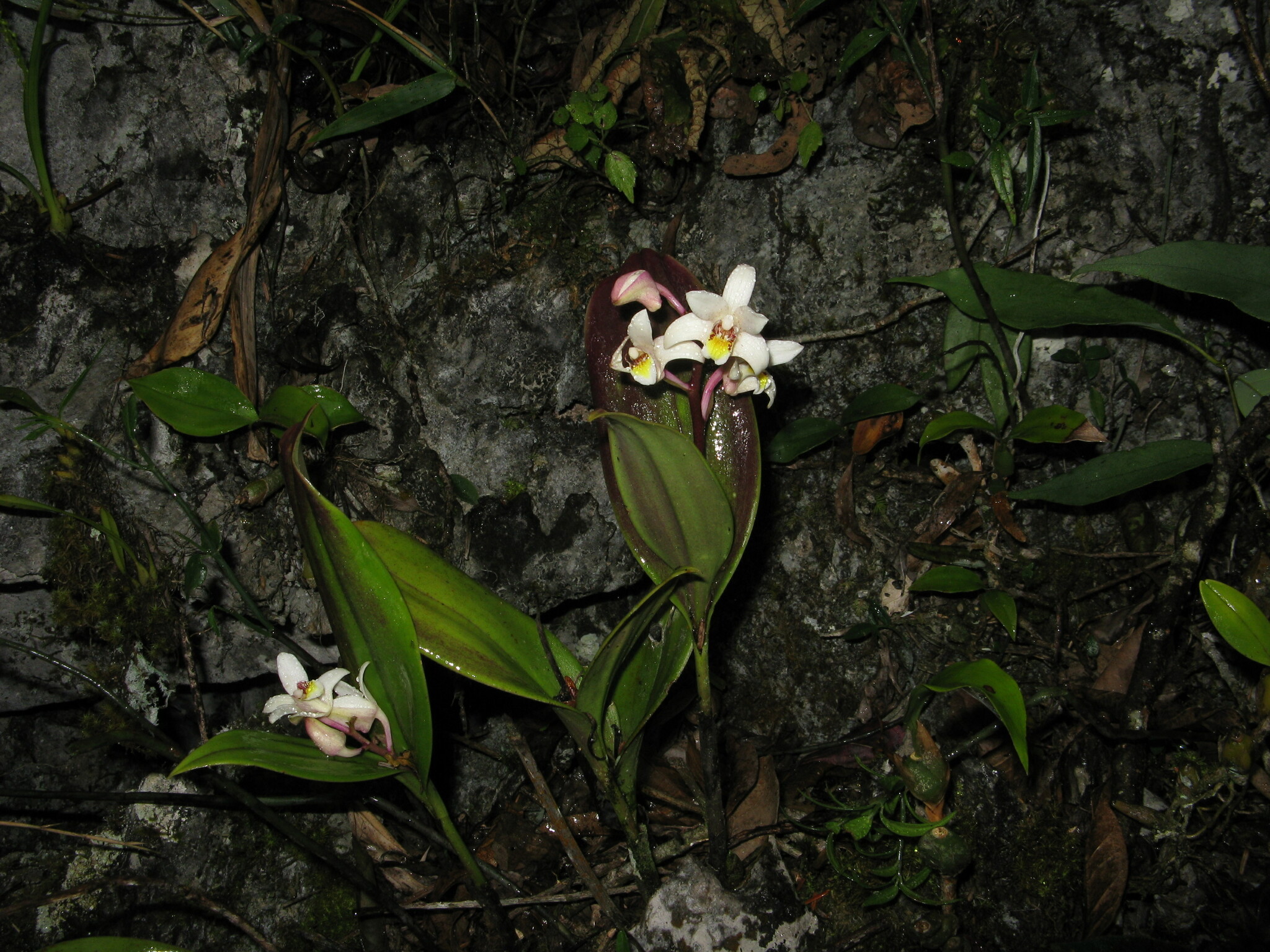 Eria coronaria (Eria coronaria)