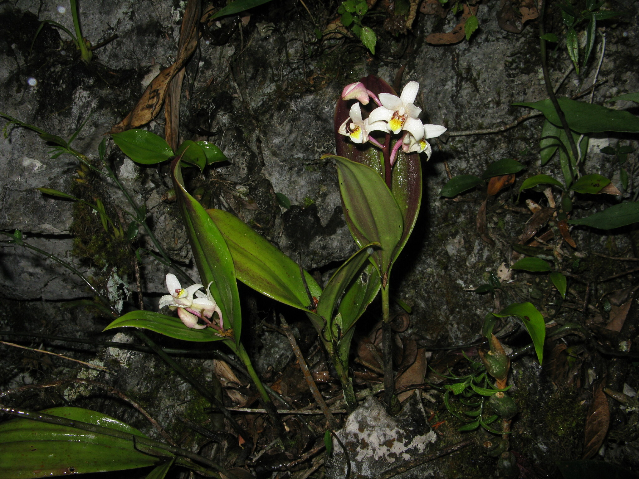 Eria coronaria — ảnh 2