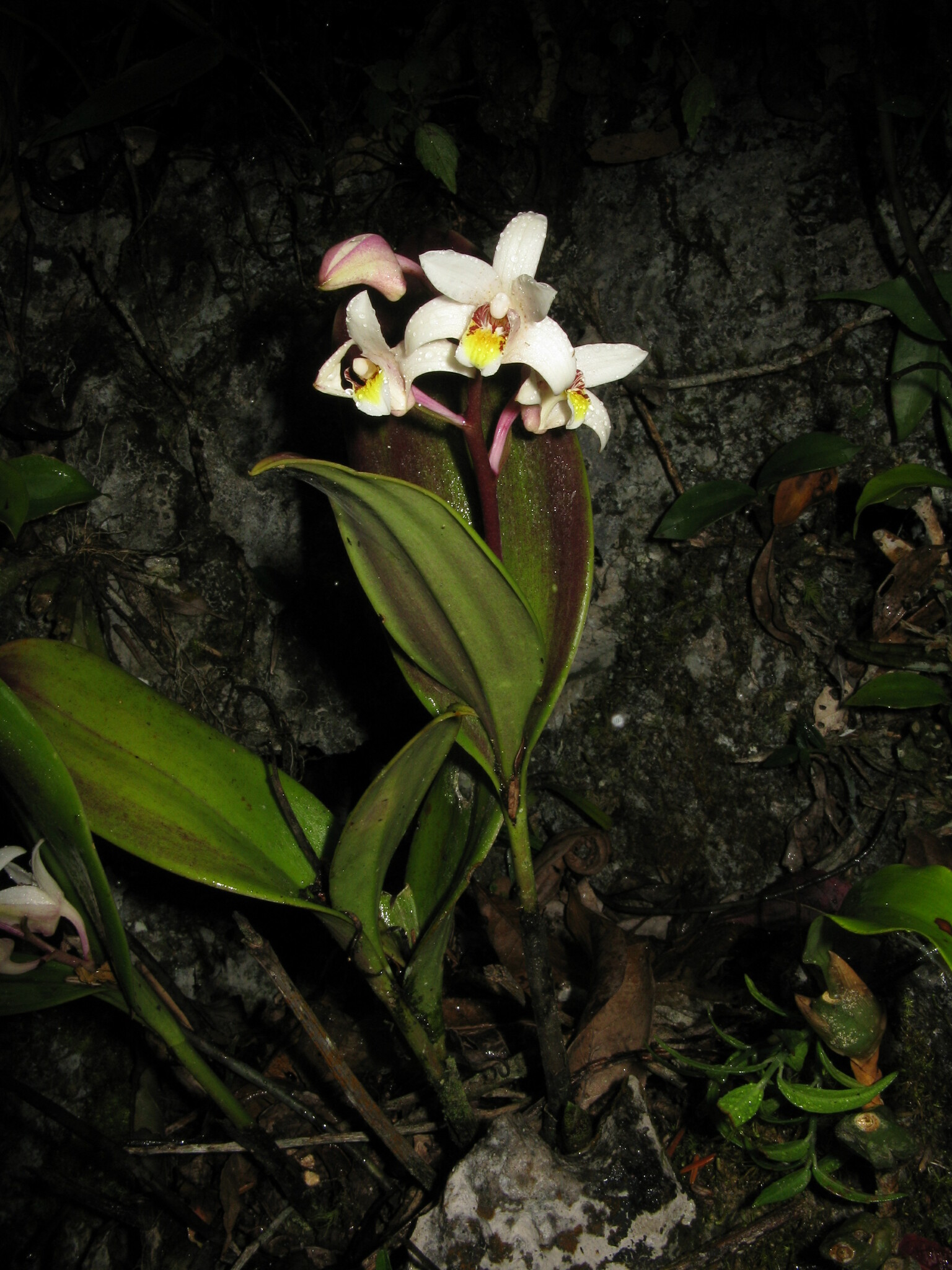 Eria coronaria — ảnh 3