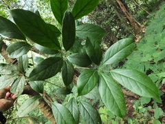 Schefflera