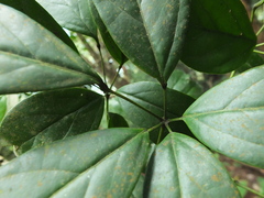 Schefflera