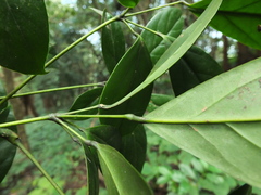 Schefflera