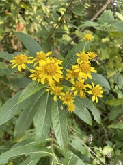 Verbesina virgata