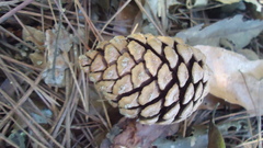 Pinus teocote