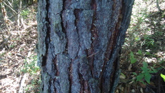 Pinus teocote