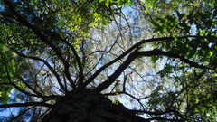 Pinus teocote