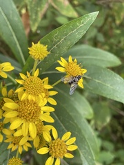 Verbesina virgata