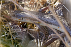 Eumeces schneiderii