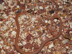 Pygopus nigriceps
