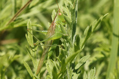 Conocephalus longipes