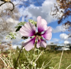 Malva subovata bicolor