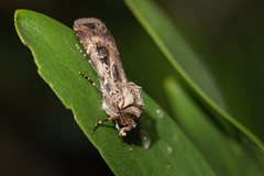 Agrotis munda