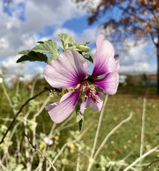 Malva subovata bicolor