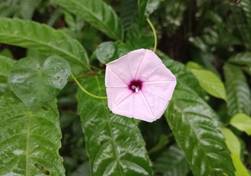 Image of Ipomoea sagittifolia by (c) renjus box, some rights reserved (CC BY)