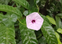 Ipomoea sagittifolia