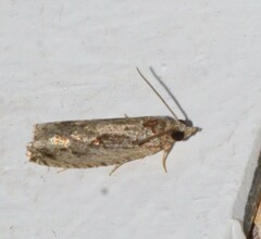 Gretchena delicatana