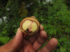 Syzygium hemisphericum