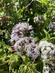 Aristeguietia salvia