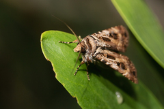 Agrotis munda