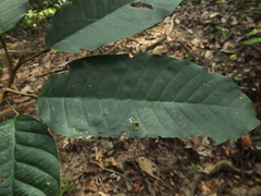 Vateria indica