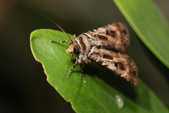Agrotis munda