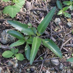 Kalanchoe daigremontiana
