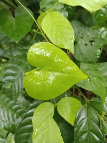 Ipomoea sagittifolia, photograph 1