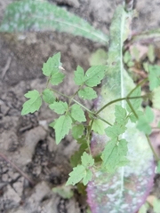 Eccremocarpus scaber