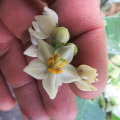 Solanum oblongifolium