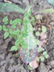 Eccremocarpus scaber