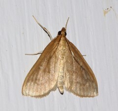 Framinghamia helvalis