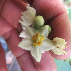Solanum oblongifolium