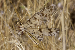 Palpares libelluloides