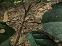 Vateria indica