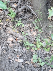 Eccremocarpus scaber