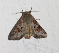 Trichordestra legitima
