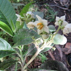 Solanum oblongifolium