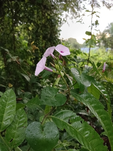 Image of Ipomoea sagittifolia by (c) renjus box, some rights reserved (CC BY)