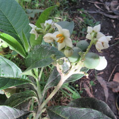 Solanum oblongifolium